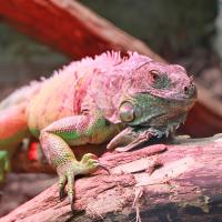 Egzotarium w Sosnowcu