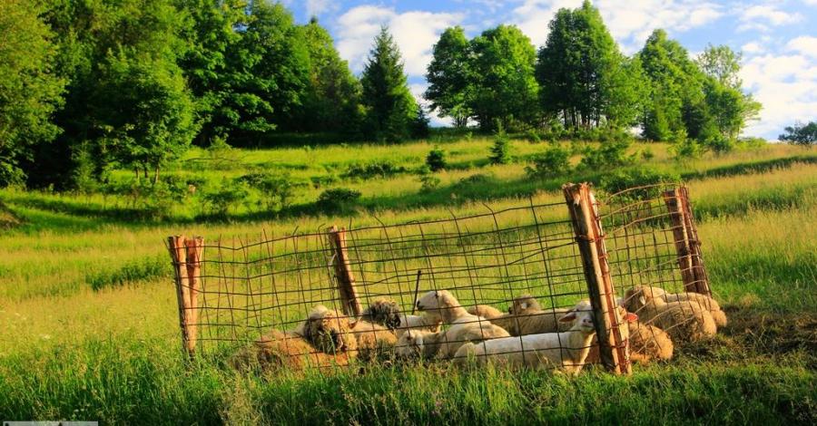 ... kierunek Schronisko na Przełęczy Przegibek - zdjęcie
