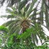 Palmiarnia w Gliwicach