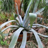 Palmiarnia w Gliwicach