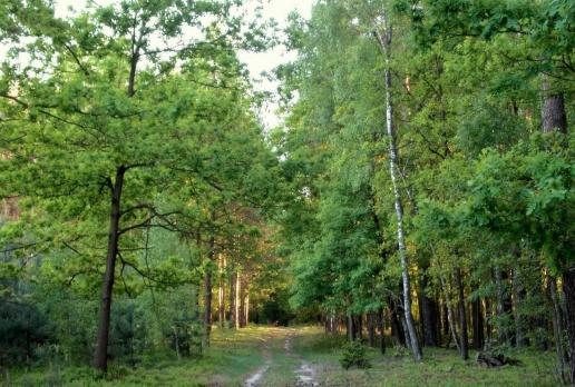 Dolina Małej Panwi, Magdalena