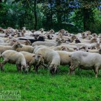 Dzień Drugi ..., Fasola na Szlaku
