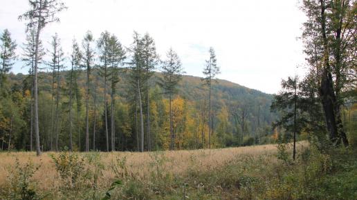 , Sławko