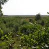widok z wieży na Bagno Bubnów, Joanna