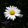 , Joanna