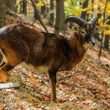 Ustroń : Park Leśnych Niespodzianek i okolica - zdjęcie