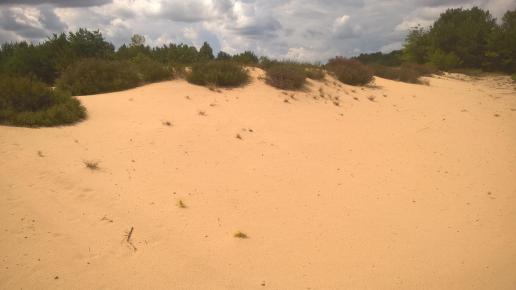 , szprotawa