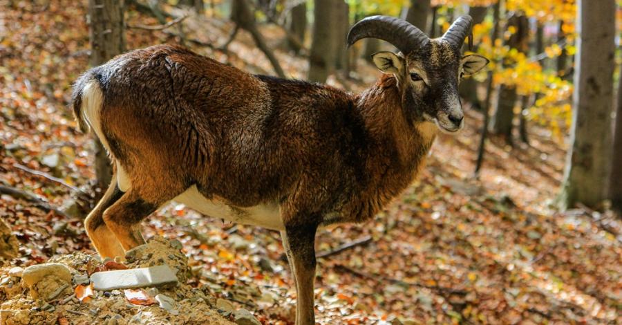 Ustroń : Park Leśnych Niespodzianek i okolica - zdjęcie