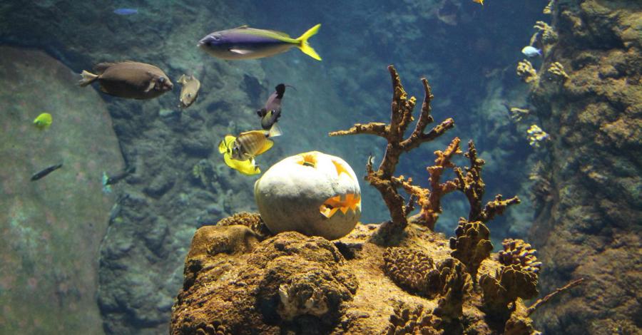 Afrykarium we Wrocławiu - zdjęcie