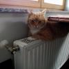 , Anja