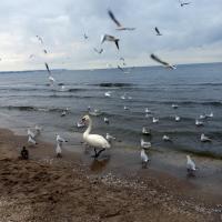 , Anja