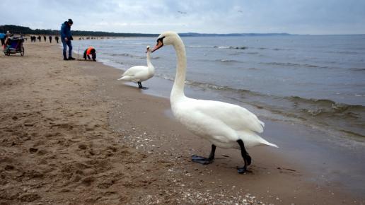 , Anja