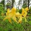 kolekcja rododendronów, Joanna