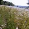 Rezerwat Bukowa Góra, Magdalena