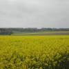 pola rzepaków, mirosław