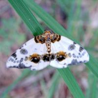 Wronia woda, Magdalena