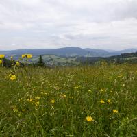 widok spod Bacówki na Maciejowej