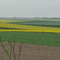 pola rzepaków, mirosław
