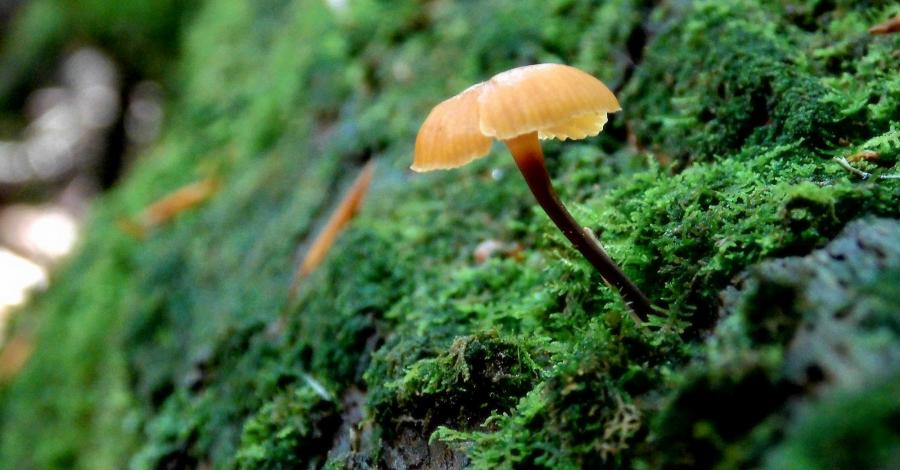Magiczne Roztocze z historią w tle – I dzień – Roztoczański Park Narodowy, Rezerwat Szum - zdjęcie