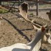 Mini zoo Mostki