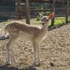 Mini zoo Mostki