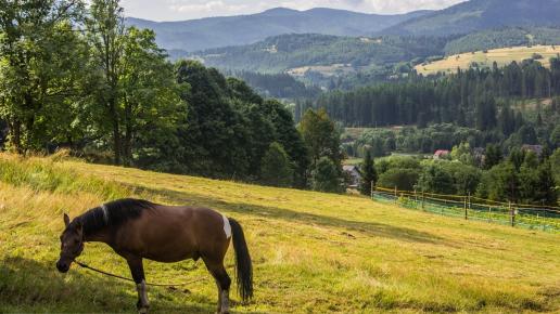 Kocierze ..., Fasola na Szlaku