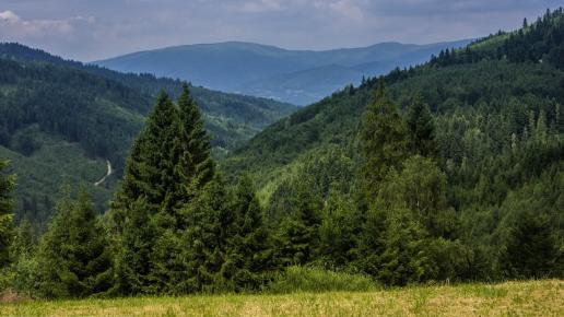 widoki z Polany ... m.in na Baranią Górę, Fasola na Szlaku
