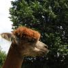 , Joanna