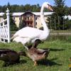, Anja