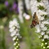 Zielona Góra Ogród Botaniczny