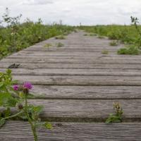 Park Narodowy Ujście Warty Olszynki