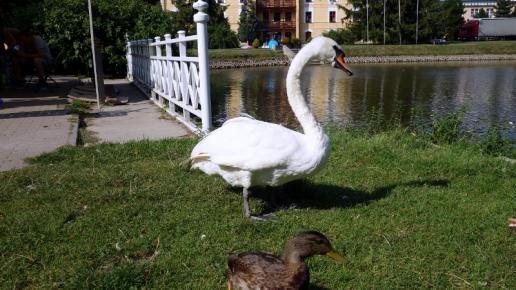 , Anja