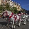 Rynek