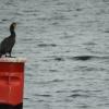 kormoran, Joanna