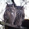 Śląski Ogród Zoologiczny
