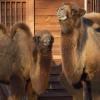 Zoo w Chorzowie