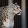 Śląski Ogród Zoologiczny irbis czyli pantera śnieżna