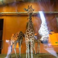 Śląski Ogród Zoologiczny żyrafy