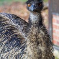 Śląski Ogród Zoologiczny