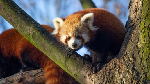 Zoo w Chorzowie panda mała