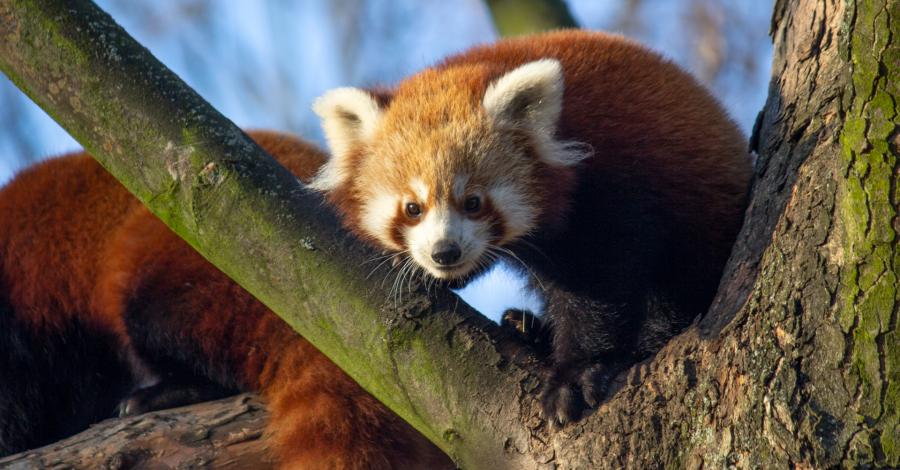 Śląski Ogród Zoologiczny czyli Zoo w Chorzowie - zdjęcie