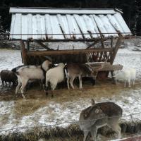 Mini Zoo, MaciejW