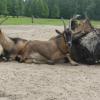 Park Dzikich Zwierząt w Kadzidłowie, Joanna