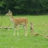 Park Dzikich Zwierząt w Kadzidłowie, Joanna