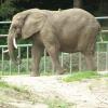 Gdańsk, ZOO, Joanna