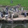 Gdańsk, ZOO, Joanna