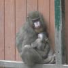 Gdańsk, ZOO, Joanna