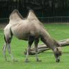 Gdańsk, ZOO, Joanna