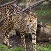 Gepard