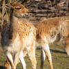 Zoo Opole